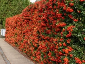 Pyracantha hedge with orange berries, flower summer, produce berries in Autumn and winter