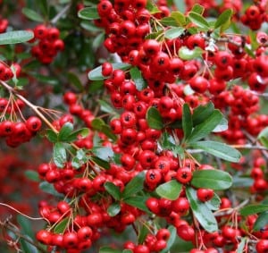 Pyracantha 'Red Column' also known as Firethorn with red berries