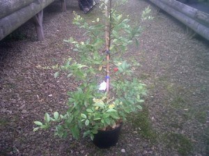 Pyracantha from Garden centre in 2l pot