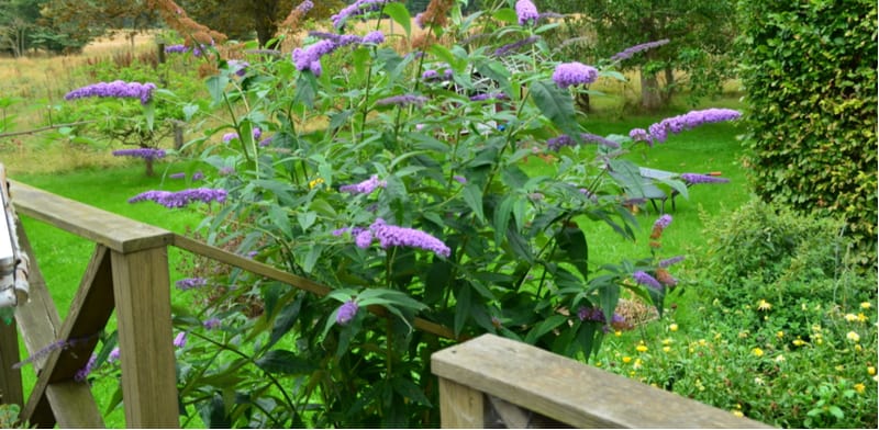 Buddleia Care Beginner S Guide To Growing Butterfly Bushes