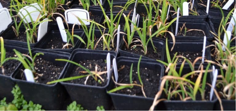 Propagating And Growing Daylilies From Seed Pyracantha Co Uk