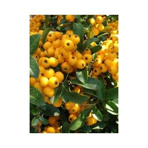 Pyracantha 'Soleil d'Or which produces yellow berries in autumn and winter