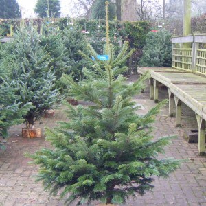 Nordman Fir Christmas Tree