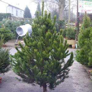 Scotch Pine christmas tree