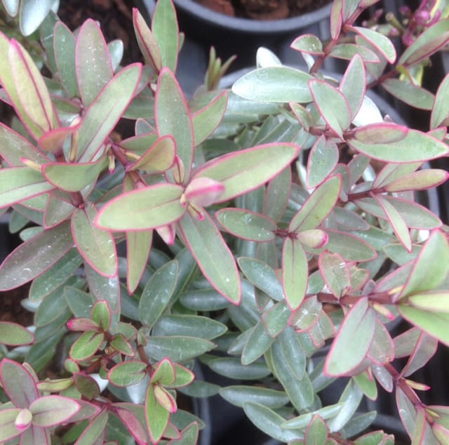 Hebe pink paradise dwarf evergreen shrub