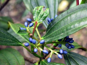 Viburnum davidii ideal for growing in dry shady areas of the garden