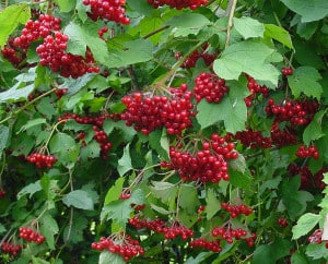 Viburnum opulus shrub