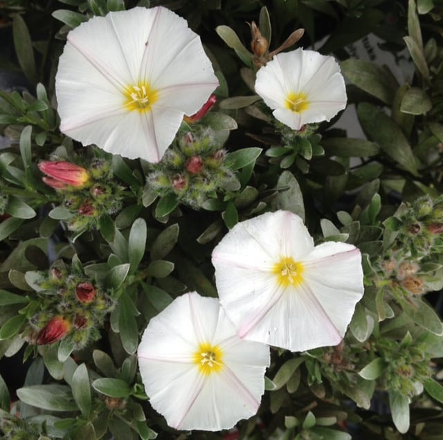 convolvulus cneorum flowers