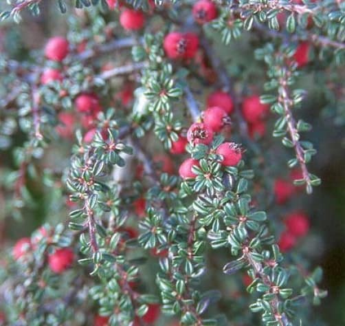 cotoneaster microphyllus evergreen shrub