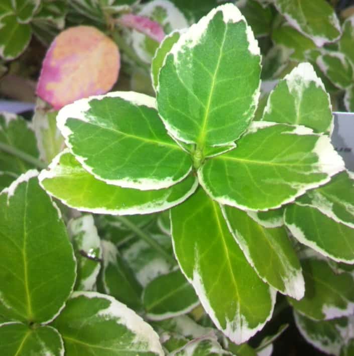 euonymus emerald gaiety small evergreen shrub