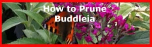 Pruning Buddleia correctly in spring and when not to prune