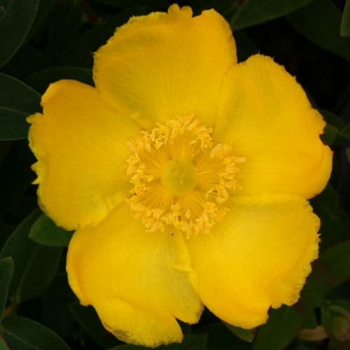 hypericum hidcote small evergreen shrub