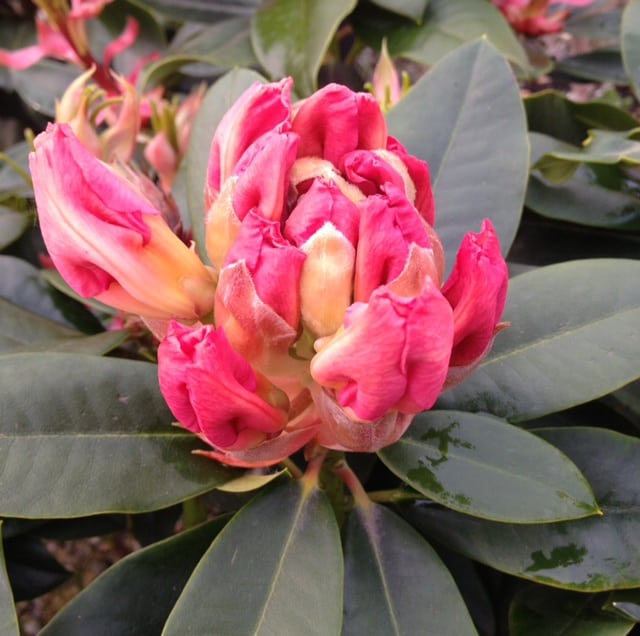 dwarf rhododendron in bud