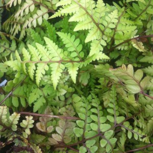 Ferns for dry shade - Which ferns will thrive | Pyracantha.co.uk