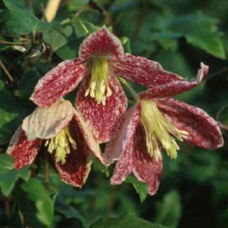 Freckles get its name from the freckles of dark red-purple colours on the petals. The otherwise creamy white blooms. This version of clematis will bloom all winter long on the growth from the previous year. 