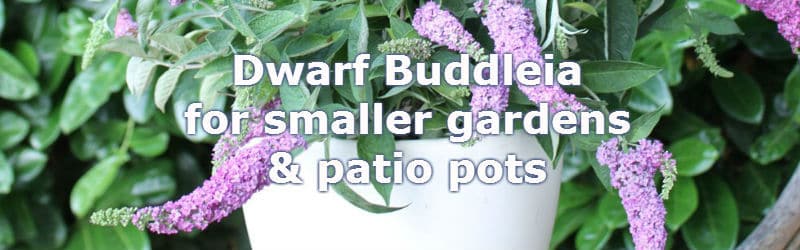Dwarf Buddleia that include Buzz and Chip varieties that only grow to 3ft.