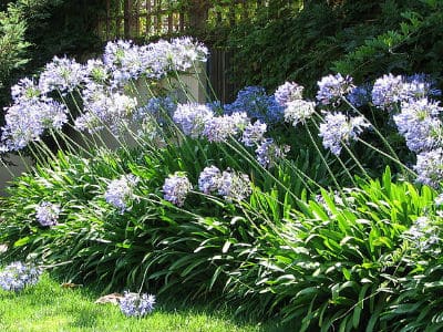 Agapanthus care tips and growing guide