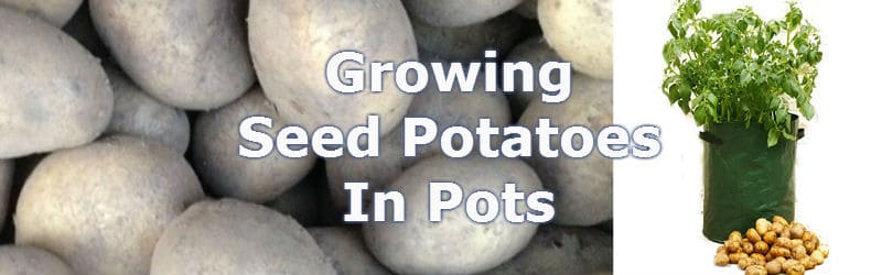 https://www.pyracantha.co.uk/wp-content/uploads/2016/01/growing-seed-potaoes-in-pots.jpg