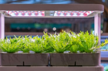 If your thinking of setting up an indoor hydroponic grow tent or room then one you need the best LED grow lights for the best growing conditions. Top 7 models and buyers guide. Read about the best grow lights now.