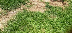 How to repair brown patches on lawn