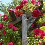 How to prune climbing roses