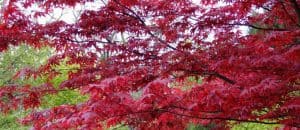 Pruning Acers - How and when to prune japanese maples