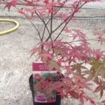 Pruning Potted Acers - when and how to prune potted acers