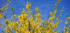 Pruning forsythia - how and when