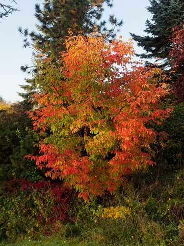 Maple trees, particularly the paperbark maple tree offers a visually captivating display on the tree trunk itself. This tree has an oval crown with an open habitat and the branches grow upright. The leaves start off as green and eventually convert to scarlet in autumn. 