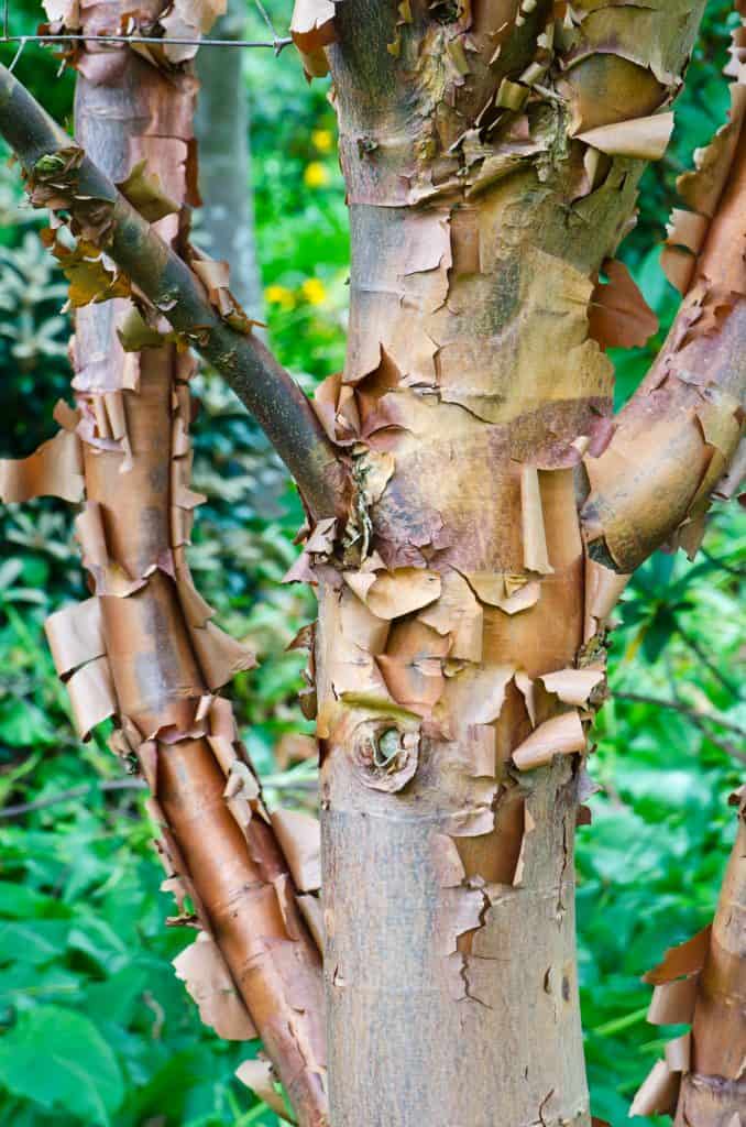 Maple trees, particularly the paperbark maple tree offers a visually captivating display on the tree trunk itself.