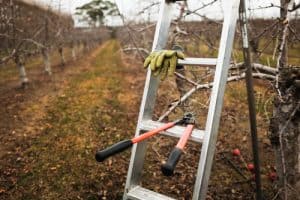 we recommend using tripod ladders as they allow you to get close to the tree and are also great for fruit picking.