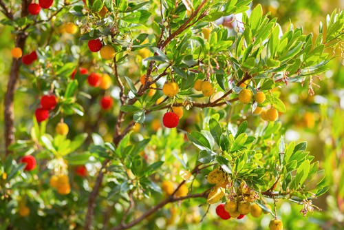 The strawberry tree is a graceful evergreen shrub that has a cinnamon bark shade juxtaposed with dark green foliage. During the springtime, you get a collection of white flowers which eventually yield right strawberry shaped fruits that are completely edible although it can take nearly a year to ripen