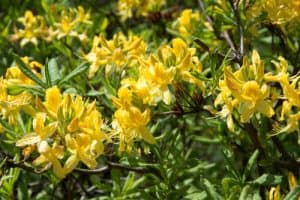 Azalea mollis luteum - spring flowering yellow flowering shrub for small gardens