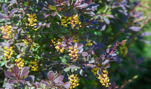 Berberis are evergreen and deciduous shrubs that can reach up to 5 meters tall if you let them depending on the variety but there are some ground cover types of both evergreen and deciduous. They boast a range of pink, rose, red, and even yellow and green-tinged displays which make for wonderful hedges or small bushes in any garden.