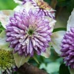 Not all clematis grow well in pots so in this article we have put together a list of our favourite and best clematis for pots. Read on to learn which varieties we choose and why.