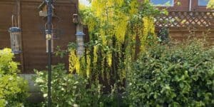 Best Trees For Small Gardens. If you have a small garden and are looking for some trees to add not just colour but perhaps fruit and stunning foliage, these top 10 trees for small gardens.