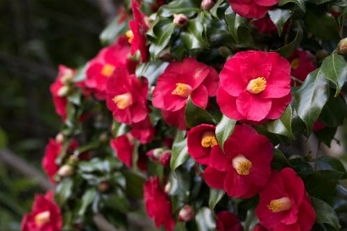 These are flowering, shade loving shrubs that produce many different bloom colours ranging from light pinks to rich rubies to white or cream. They will bloom in the winter in the early spring which adds a bit of cheer to any garden that might otherwise be lacking in colour. 