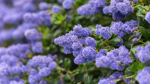 Ceanothus thrysifolius repens - Called the low blue blossom for a reason, this plant produces sky blue flowers in large puffs, tantamount to light blue balls of cotton. It is an evergreen ground cover shrub that is tolerant of full sun or partial shade. It will grow in sand or clay soil which makes it an excellent choice for any coastal or near coastal gardens. In fact, it excels in clay soil along slopes, especially if afforded protection against any winds.