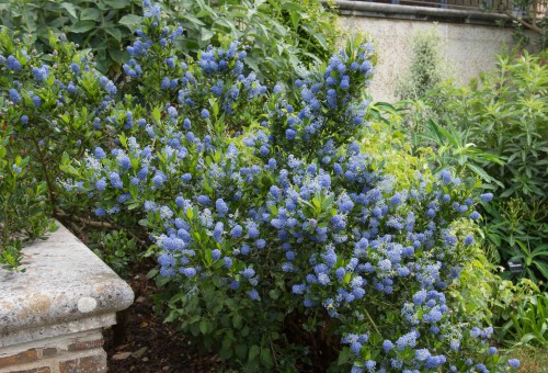 The California lilac is an award-winning evergreen shrub that is known for producing an abundance of luminous, lavender coloured flowers by the end of spring and throughout the beginning of Summer.