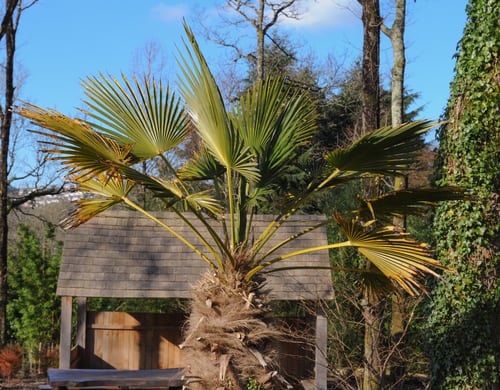 These beautiful tropical looking trees are referred to casually as the European fan palm and are used in temperate climates for landscaping because of how easily adaptable they are. 