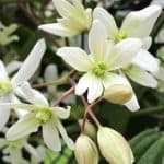 Clematis Armandii doesn't need yearly pruning like most other clematis and they don't respond well from hard pruning. Prune to control the size only and prune after flowering.