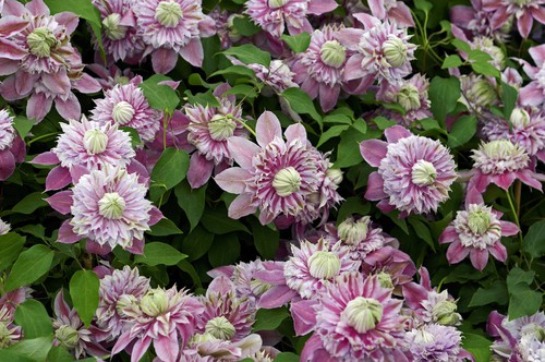 The Josephine variety is regarded as one of the top double bloom pink Clematis on the market because the blooms are quite large spanning about 12cm. They are adorned with pink centre stripes and outer sepals, surrounding a smaller inner set of similarly coloured rosettes. 