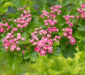 The double pink Hawthorn, one of many names attributed to this small garden tree is a deciduous tree and shrub complete with spiny branches and toothed leaves, producing double pink coloured flowers and subsequent red or black fruit.