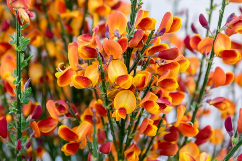 This shrub has beautifully designed flowers that manifest along the length of a single branch bringing to your garden clusters of rich velvety red for the front petals and beautiful peach shades of yellow, pink, and light orange along with the remainder of the flower. 