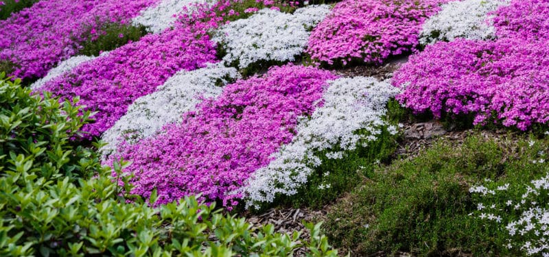 Ground cover plants to cover an area quickly help to add character and detail to an existing space. We look at 10 of the best fast growing ground cover plants. we look at both shrubs and perennials.