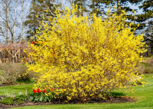 Forsythias are part of the olive family and regardless of the species you choose, you can find beautiful, and overwhelming bright yellow flowers which make a hedge stand out in any garden but also work well as a specimen shrub.