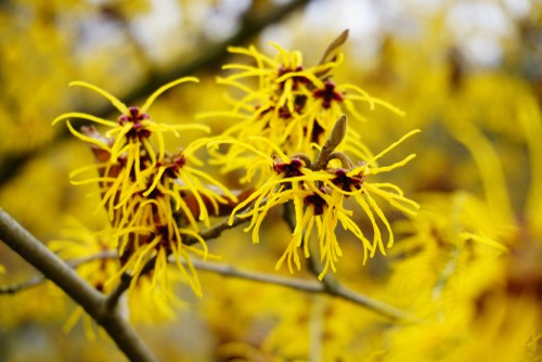 Witch hazel is a deciduous shrub that provides fragrant, bright flowers throughout the winter and is one of the most maintenance-free flowering shrubs you will ever find. Part of what makes it so maintenance-free is the fact that it's resistant to almost all pests and diseases. Witch Hazel will grow most prolifically in full sun or in partial shade depending on how hot it gets where you live.  The flowers when in bloom look like fiery embers against the bright winter sun. This plant is tolerant of alkaline or acidic conditions which allows it to grow just about anywhere.