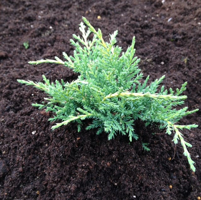 This Conifer gets its name from the beautiful glow it provides. All season long you will get needle-like foliage that takes on a golden yellow hue and eventually turns to an orange-pink shade during the winter.