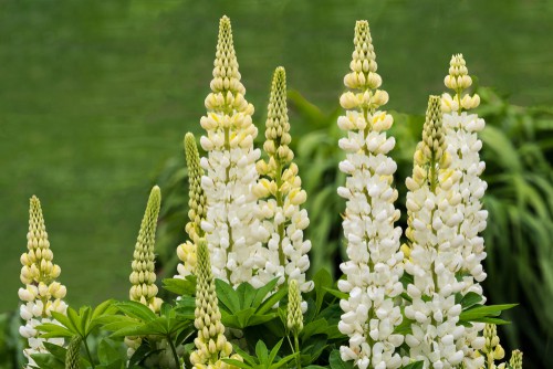 his is a short-lived perennial does not require a great amount of care except for deadheading to promote more flowers. Realistically they just need a sunny spot, well-drained soil, ample water, and after that you get to sit back and relax. They make for terrific additions to any borders or scattered throughout your native landscape. 