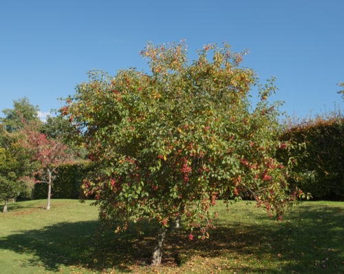 The crab apple tree can spread 4-8 meters wide and end up 5 or 10 meters tall once established. It blooms in April with violet and red colours and flourishes with regular watering and full sun.